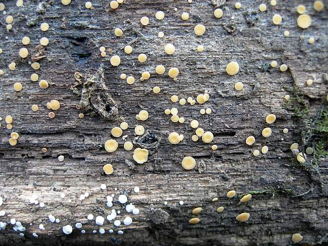 Ritorno  nel  bosco  alluvionale  di  Flh